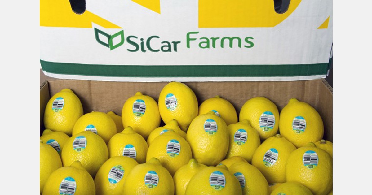 Slow movement on lemons expected to pick up Export