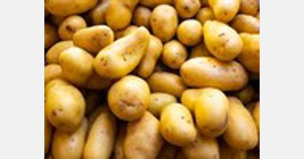 Gene-edited blight-resistant potato might be a game-changer Export