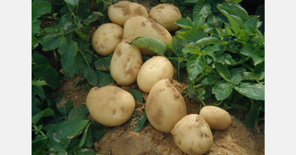 Is the Egyptian production the solution for potato shortage in Europe? Export