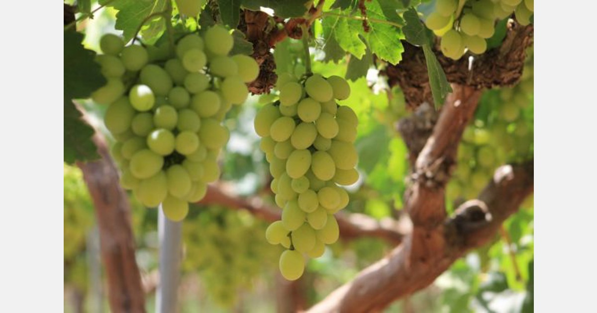 Table grape campaign is about to start in Morocco, hit by climate upsets Export