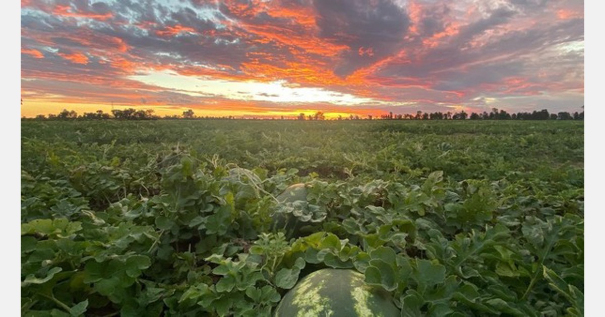Aussie melons chase bigger slice of Asian markets Export
