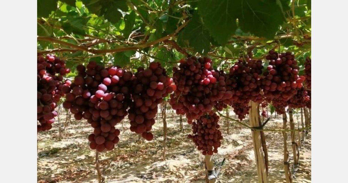 Early entry of Egyptian grapes into the market