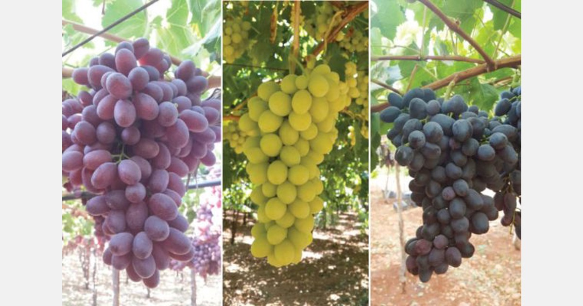 “The Lebanese grape season has all the ingredients for success” Export