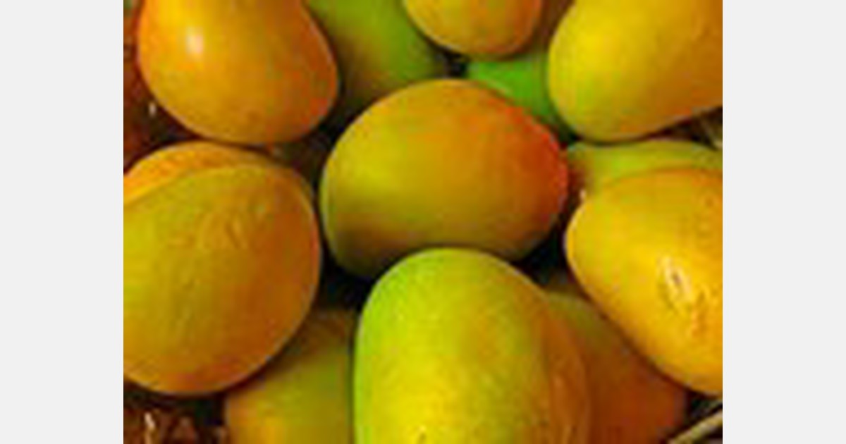 Indian mangoes popular in the US; exports set to double in a year