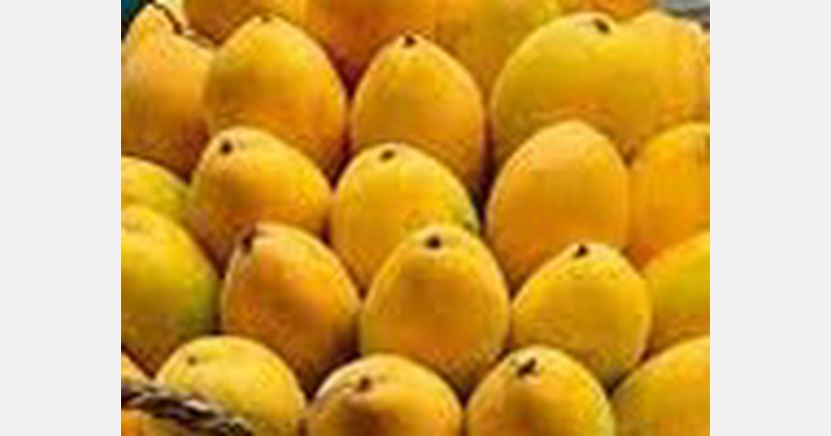 Andhra Pradesh intends to export 4,000 tons of mangoes this season