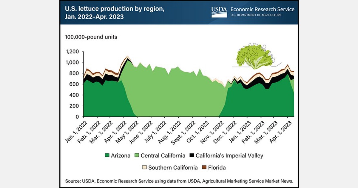 US lettuce production shifts regionally as seasons progress