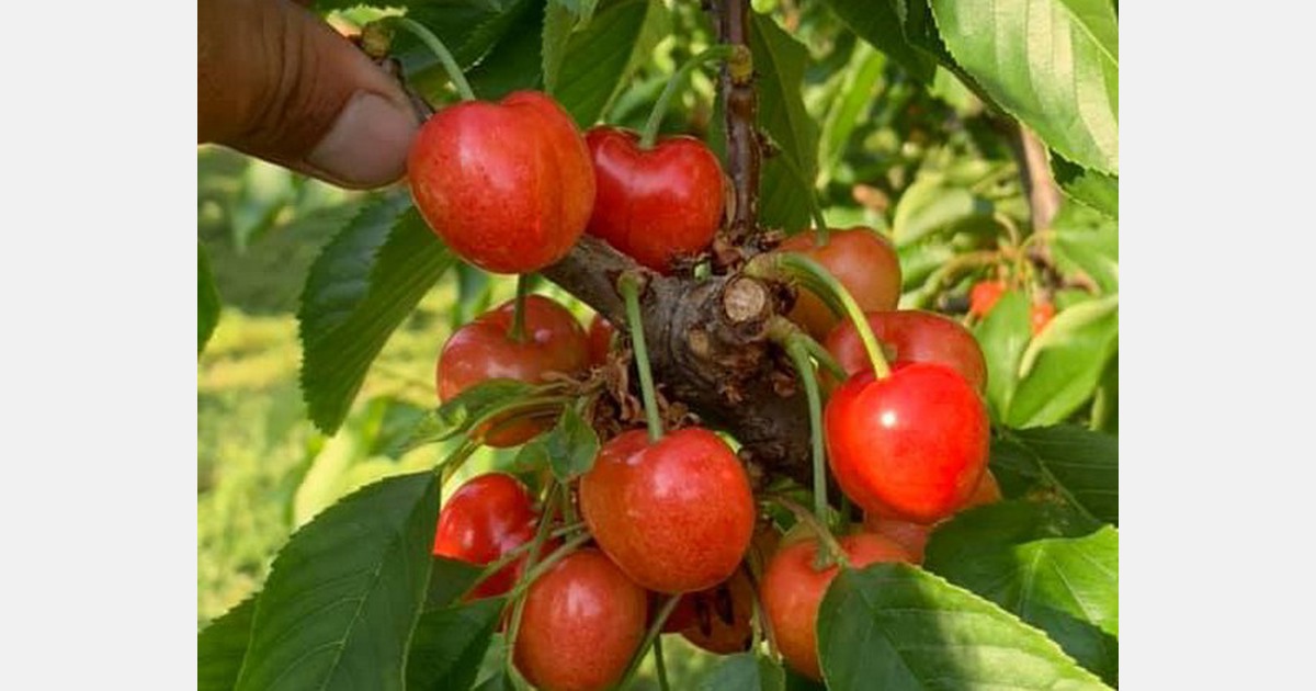 New PLU number launched for Audra Rose cherry variety