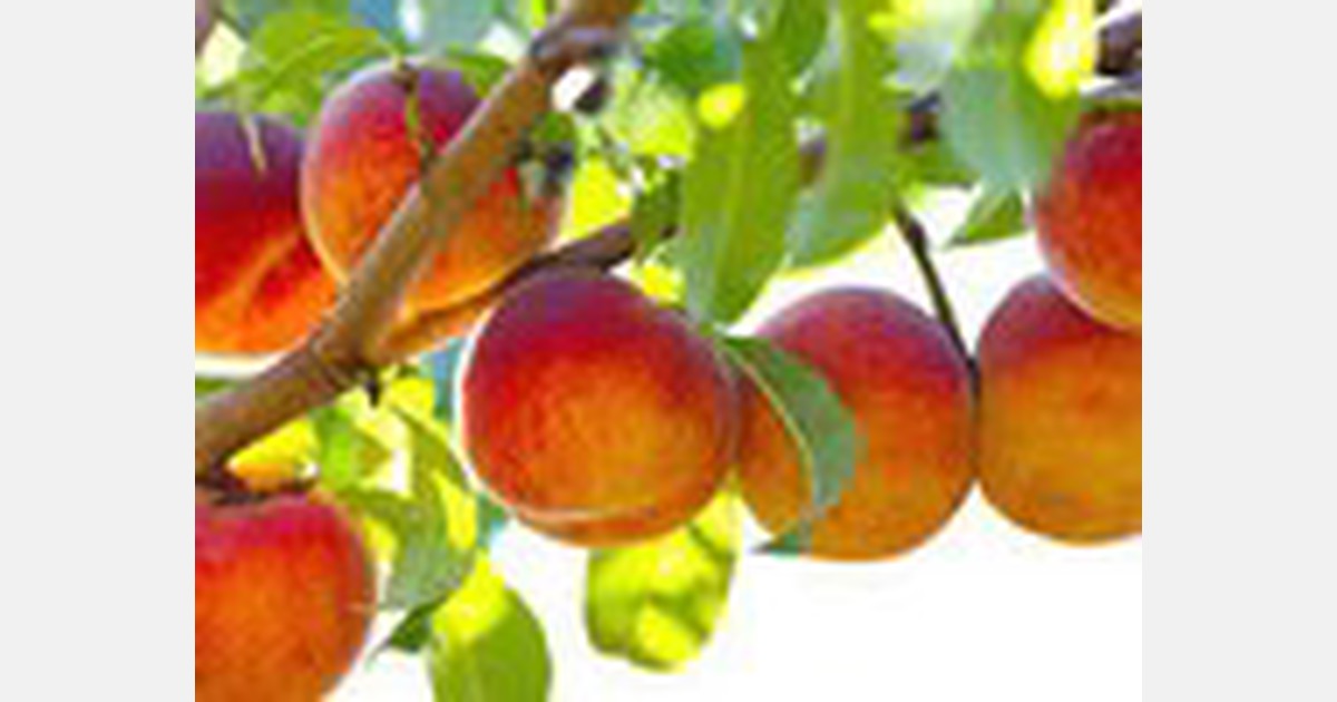 peaches affected by climate trends and bad weather