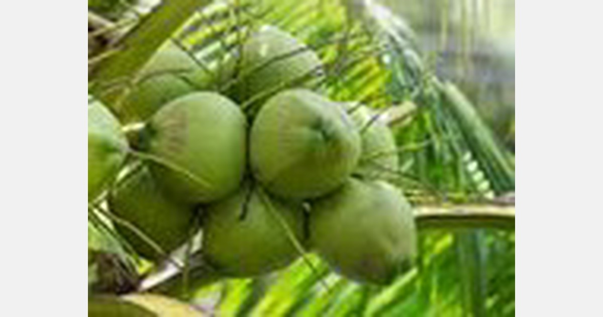 Guyana receives 13,000 more highyielding Brazilian Green Dwarf coconuts
