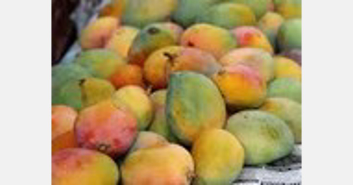 Karnataka: 35,000 tons of mangoes expected in Mysuru alone