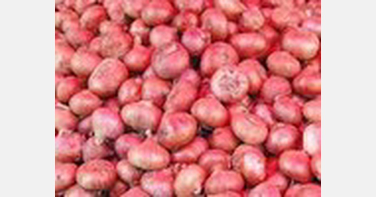 Rangpur farmers see bumper onion output and rewarding prices