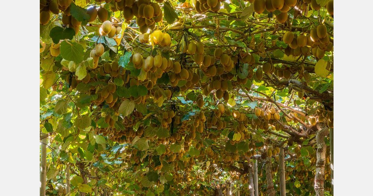 Chile expects lower production of kiwifruit, but larger size profile
