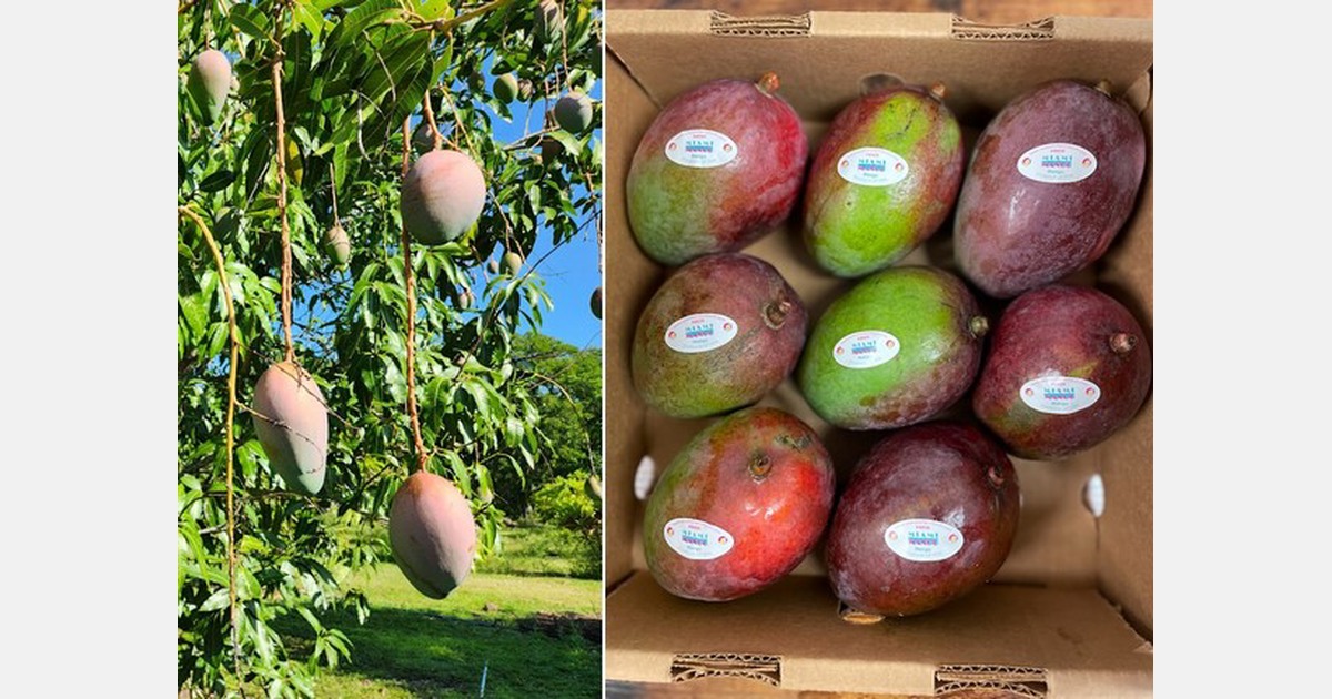 Florida mangos offer treeripened option