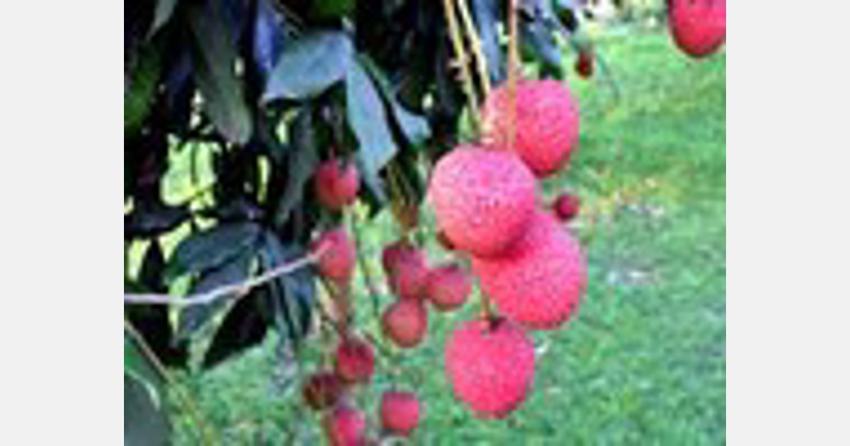 Dinajpur litchis see bumper yield