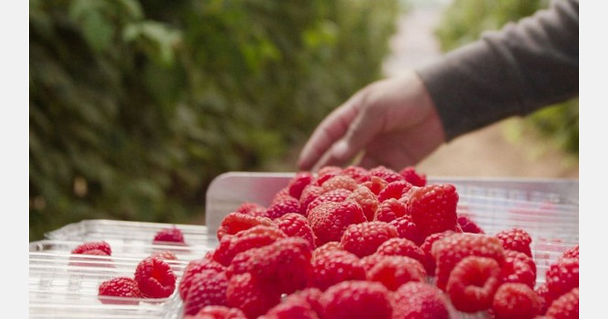 Raspberry supplies transitioning as Mexico wraps up