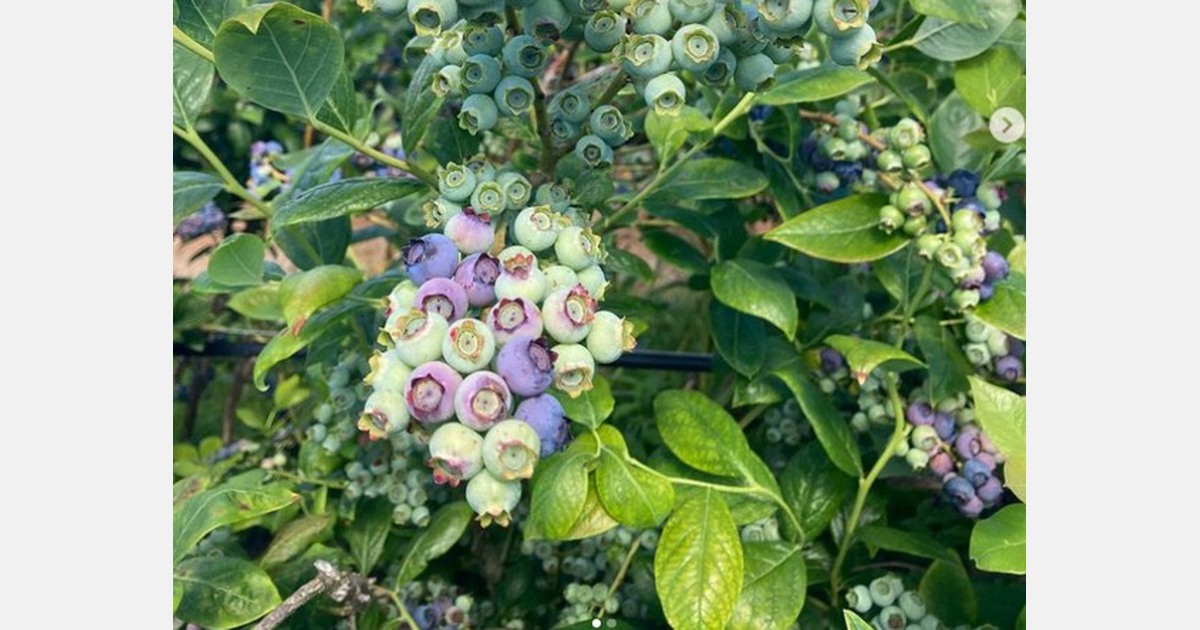 Freezedried berry snack to be launched