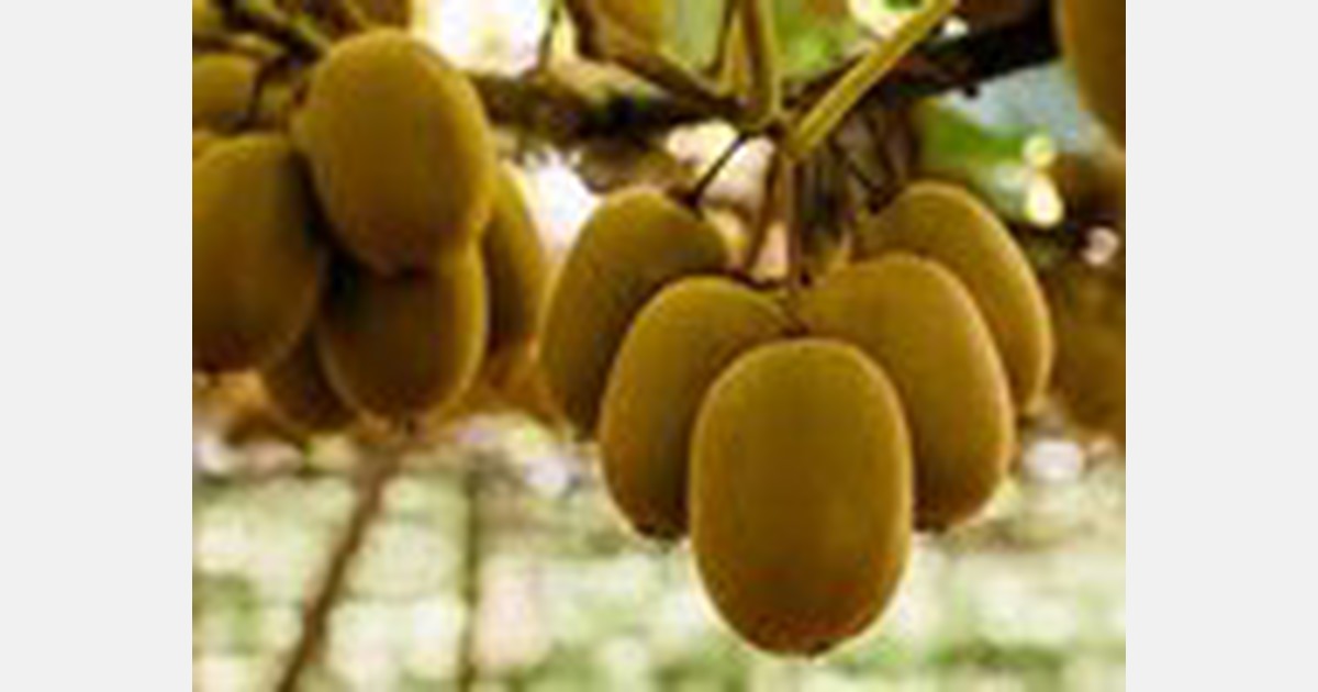 Zespri almost tripled number of RubyRed kiwifruit exports this season