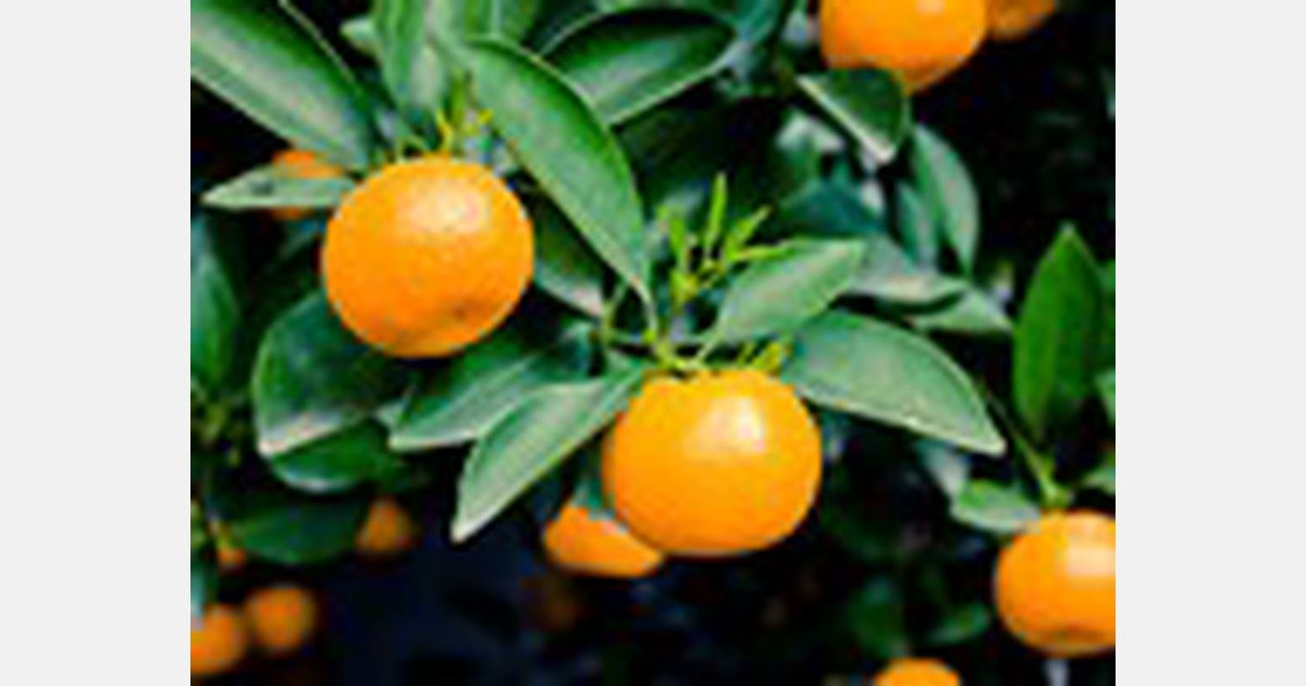 Chilean mandarins have arrived in the US