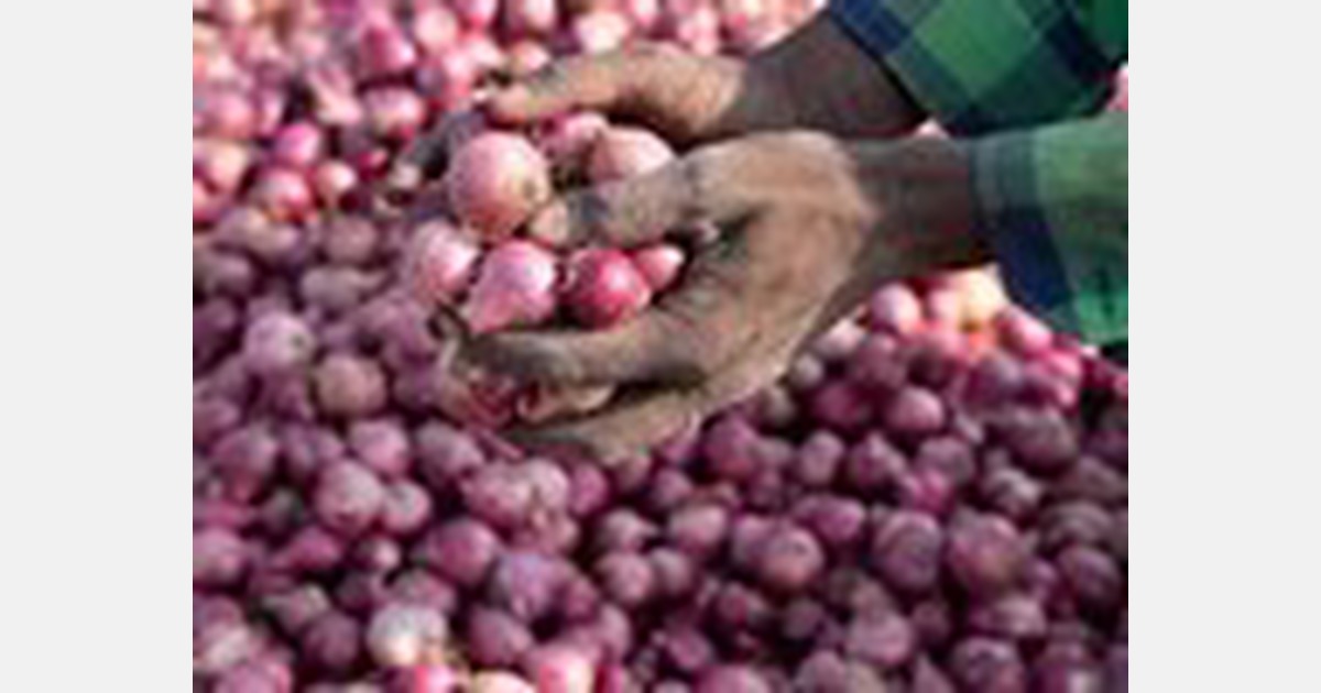 Maharashtra summer onion yield damaged due to unseasonal rain and fluctuating weather