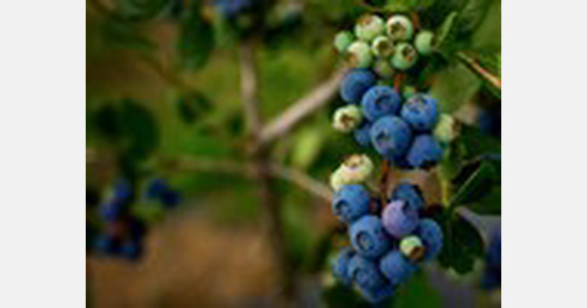 Blueberry season has started in Ukraine