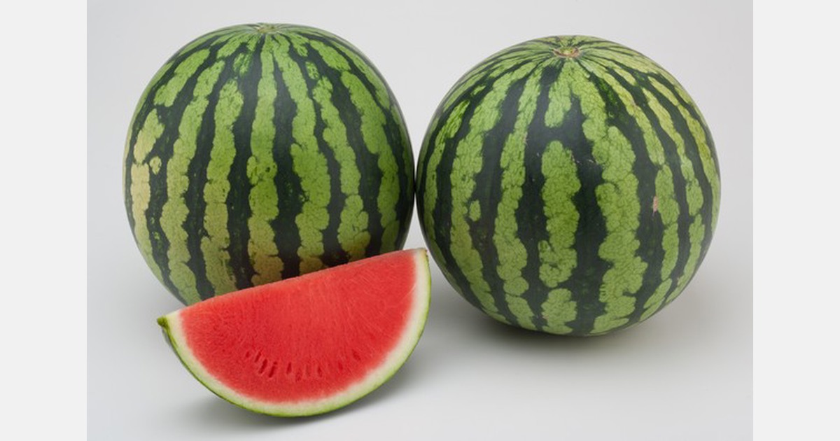 Melon and watermelon showcase taking place in Murcia, Spain