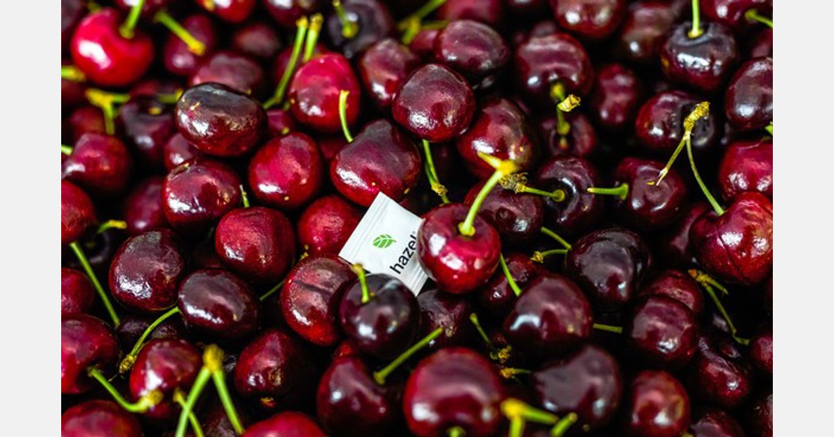 Cherry grower turns to shelf-extension technology packing operations