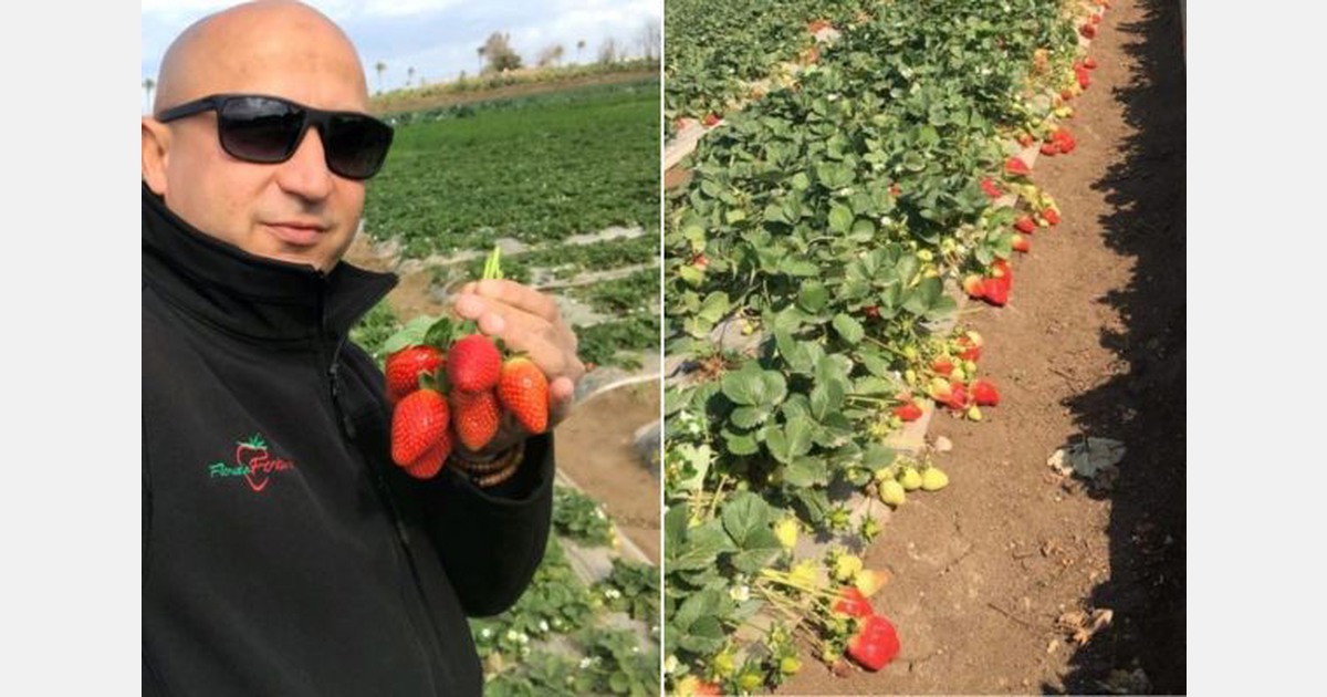 Egyptian strawberry industry in need of a supply decrease