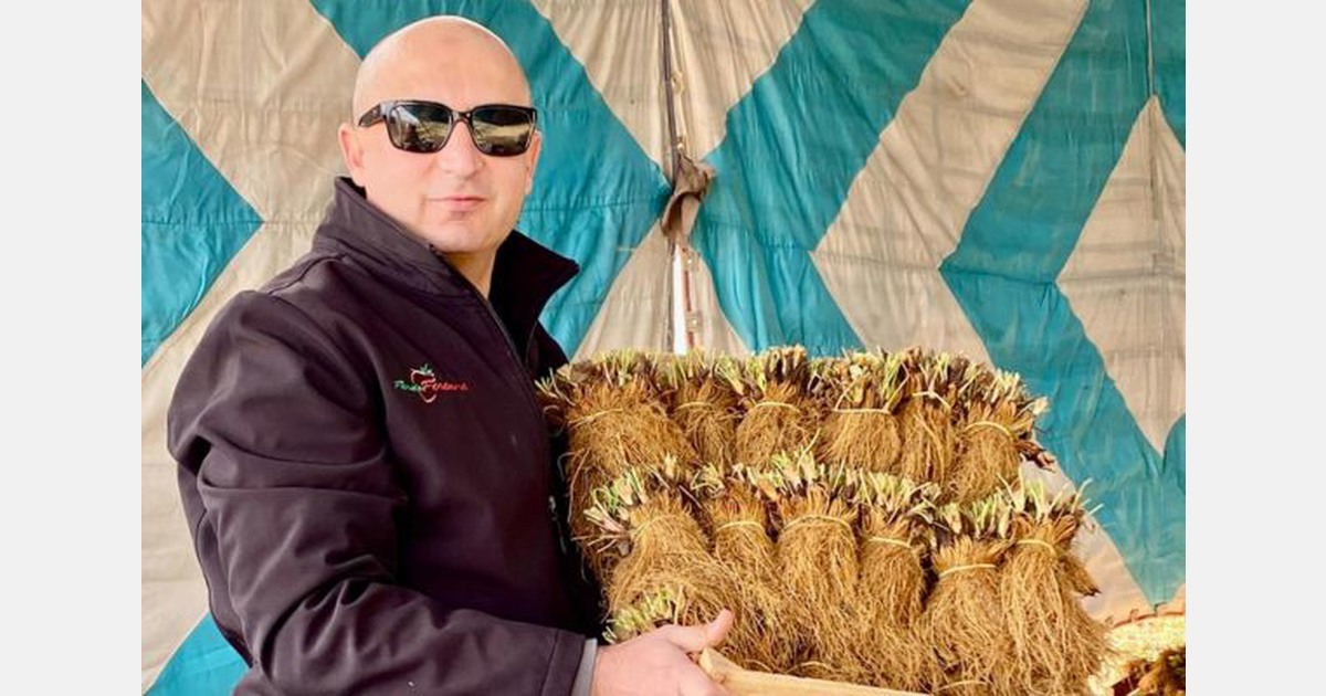 Egyptian soft fruit nurseries interested in the Moroccan market