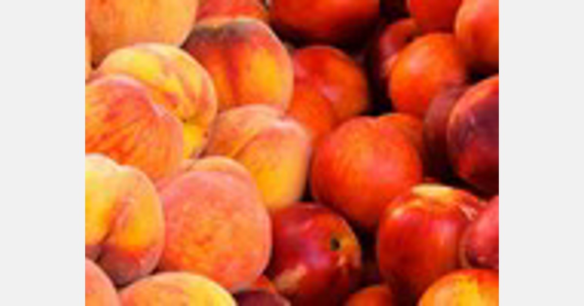 Peach and nectarine export season started with low prices in
