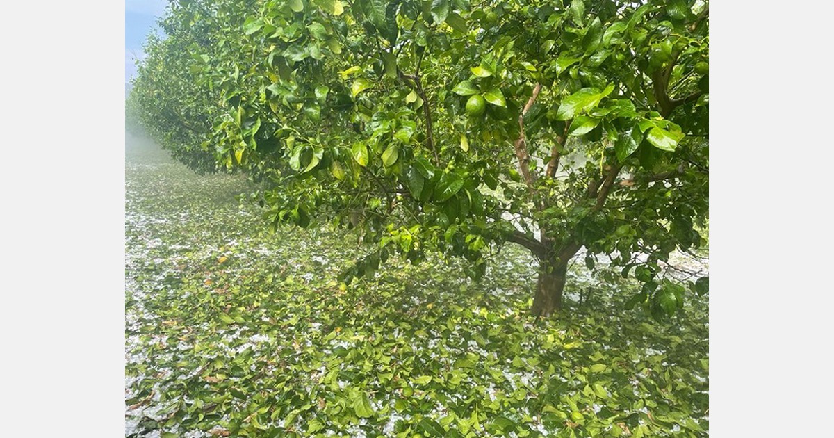 Short South African citrus season predicted