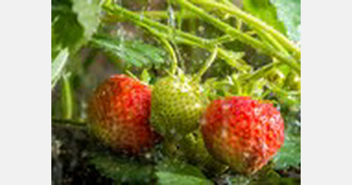 Grower loses most of his strawberries due to rain in Nova Scotia
