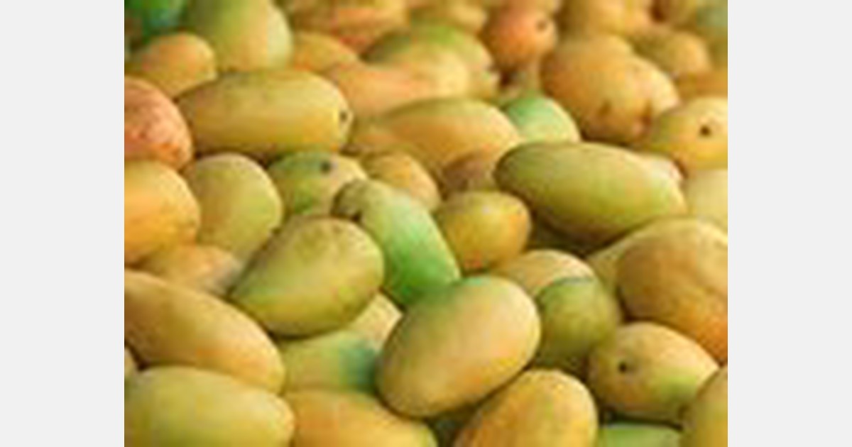 Việt Nam là điểm đến tốt nhất cho xoài tươi của Campuchia