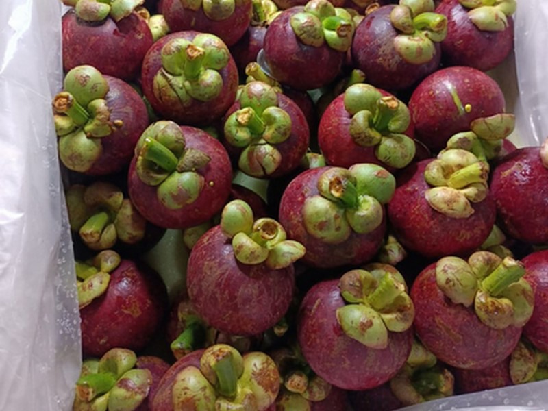 Indonesian mangosteen harvest season in transition