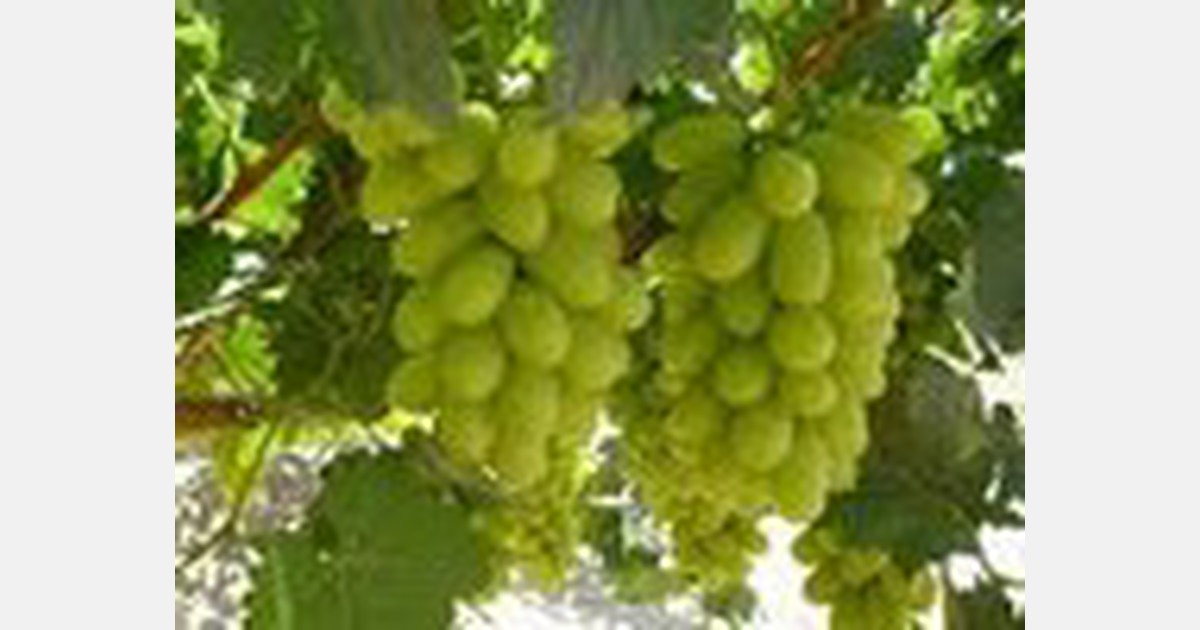 Indian enterprise facilitates procurement to direct export of seedless grapes to Netherlands