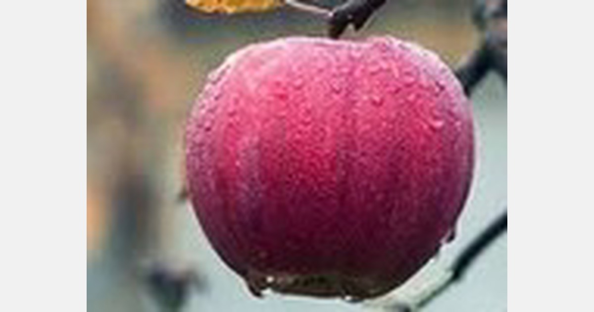 Shopian will host first Apple Farmers' National Conference on July 15 ...
