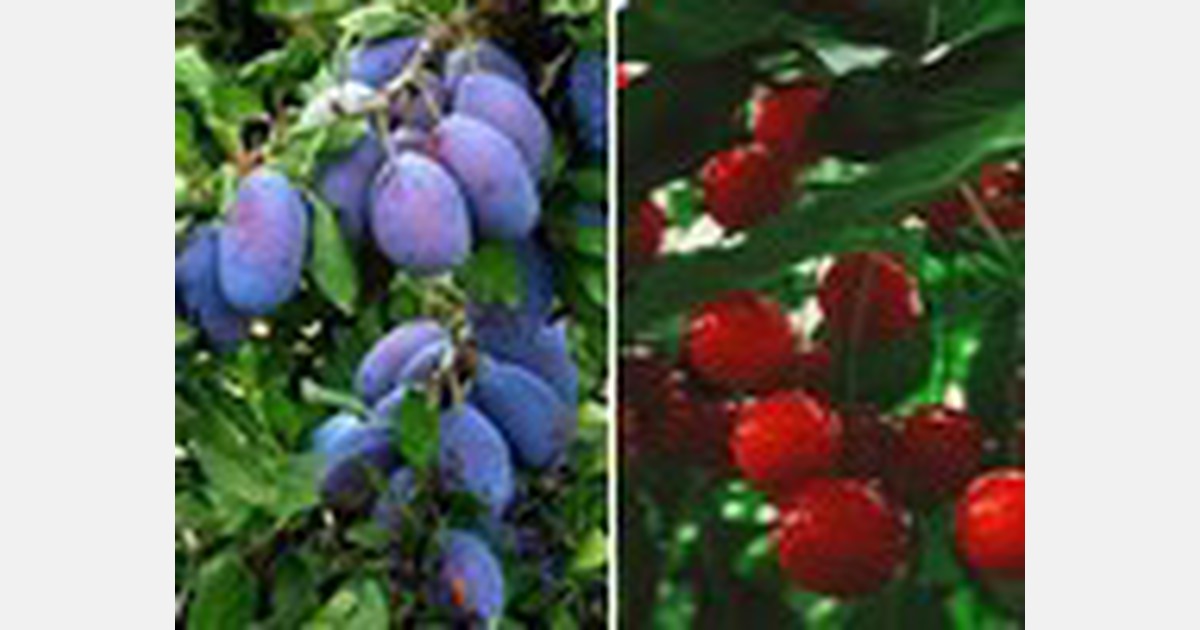 Kashmir plum and cherry farmers have suffered losses due to March and