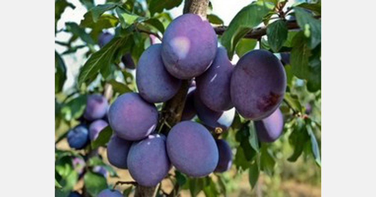 Plums to be kept in cold storage units in Kashmir for the very first time