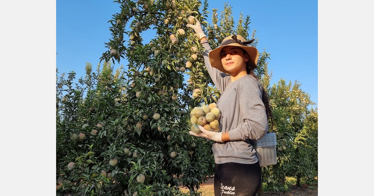 &ldquo;Israel&rsquo;s desert bred stone and pome fruit ideal to withstand climate changes&rdquo;