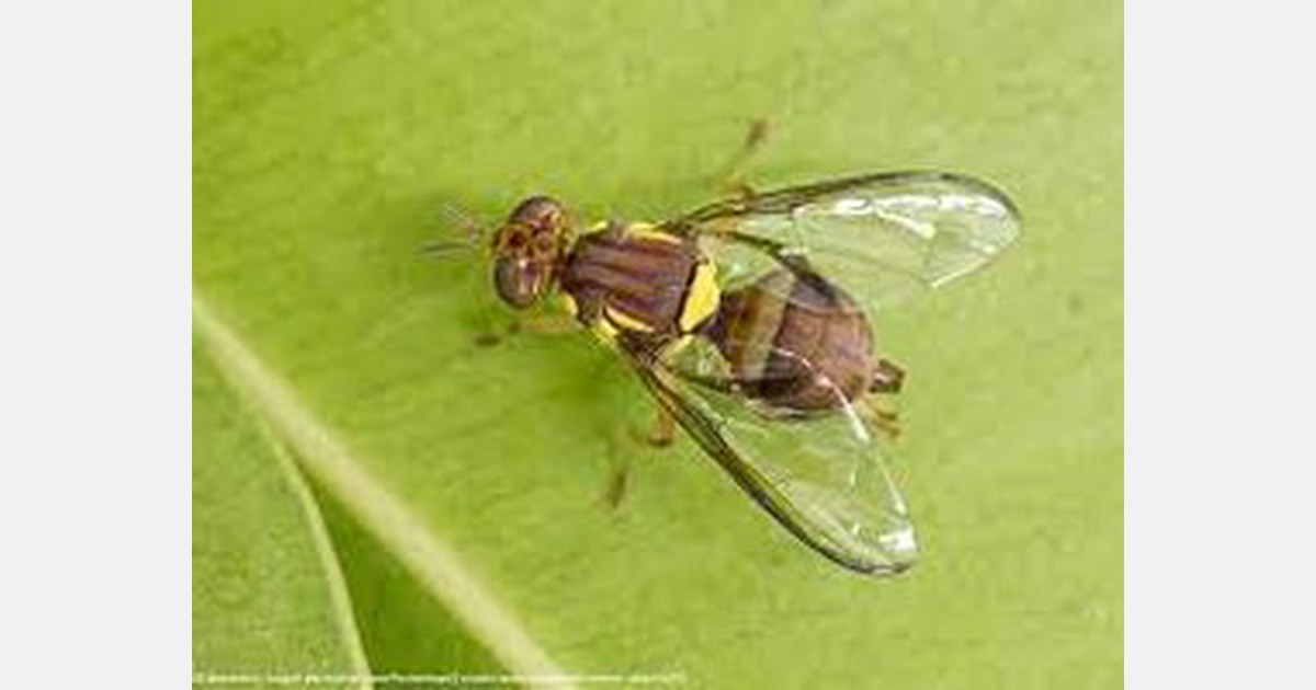 Smaller growers struggle as costs mount for Riverland fruit fly protocols