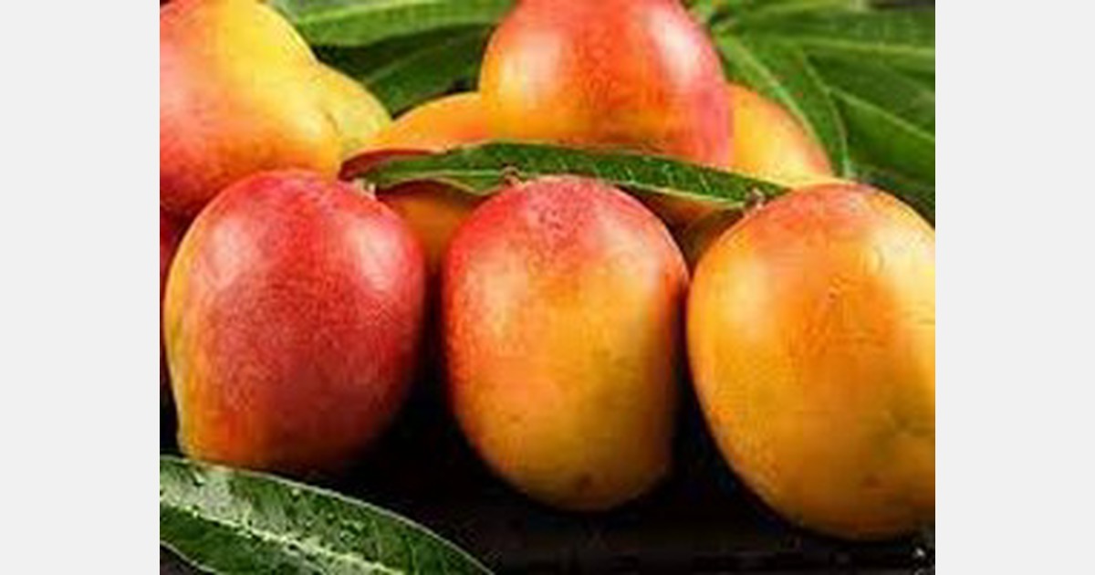 Bangladesh sees 2,700 tons of mangoes exported to 34 countries