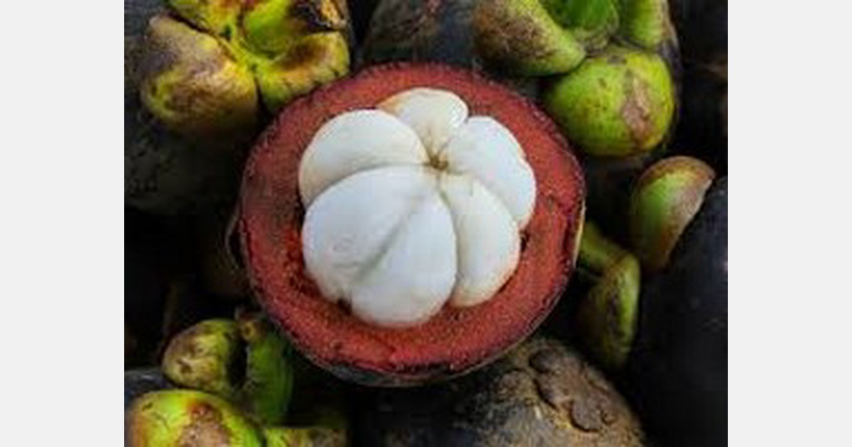 Japan exempts Thai mangosteen exports from fruit fly heat treatment