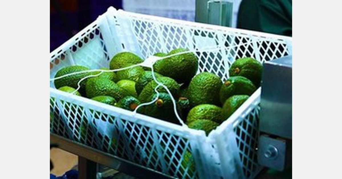 Agriculture and Food Authority to blacklist avocado traders who break the rules