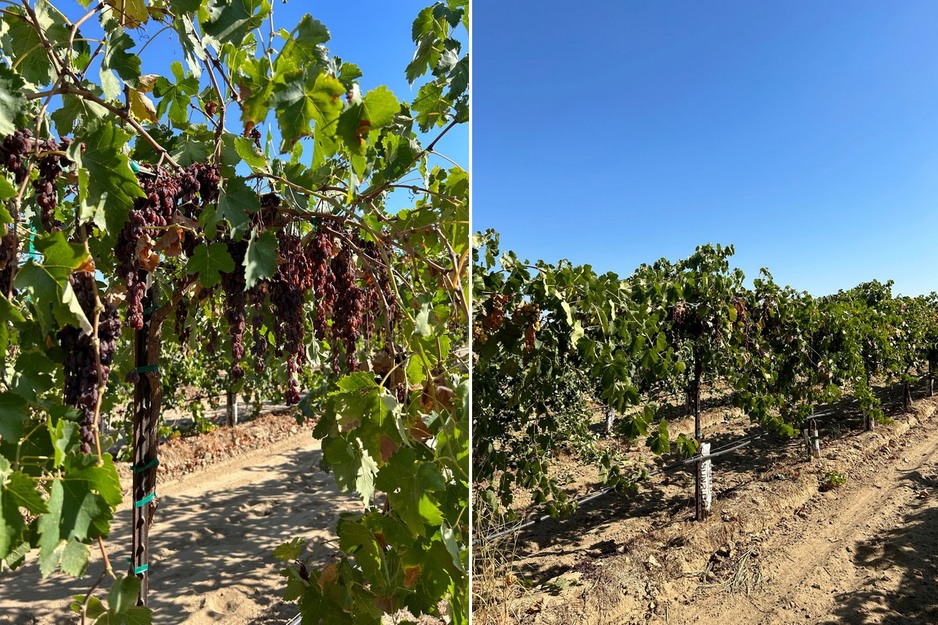 Table grape breeder ventures into raisins