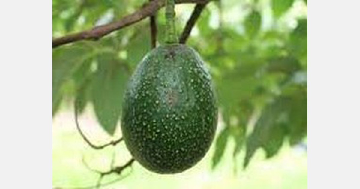 Third-generation avocado breeder finally produces the 'perfect' avocado