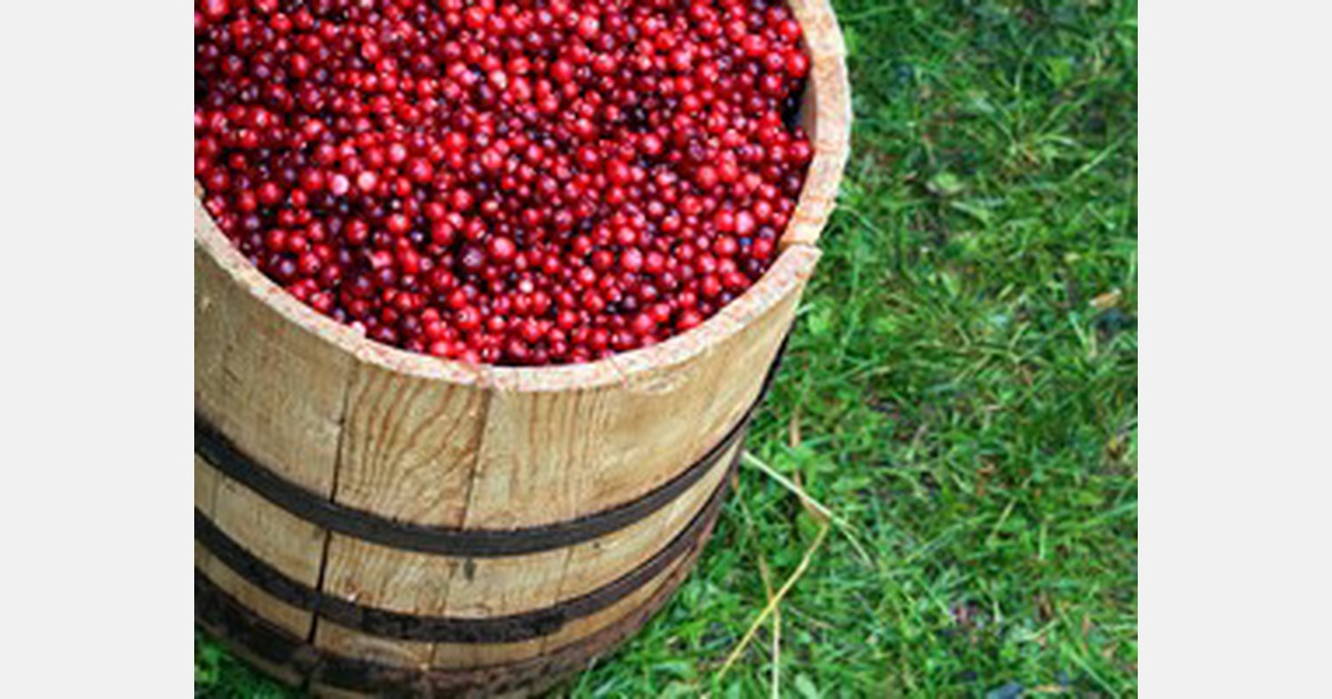 Wisconsin cranberry crop might reach nearly 5 million barrels this year