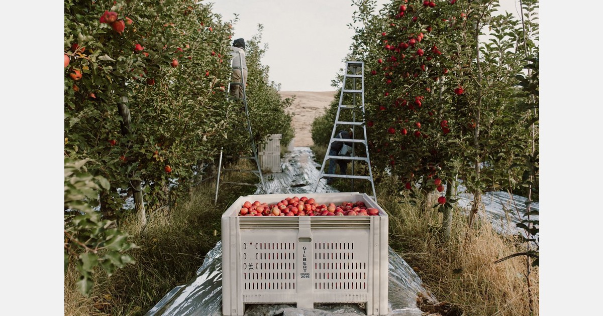 Washington gears up for large apple crop