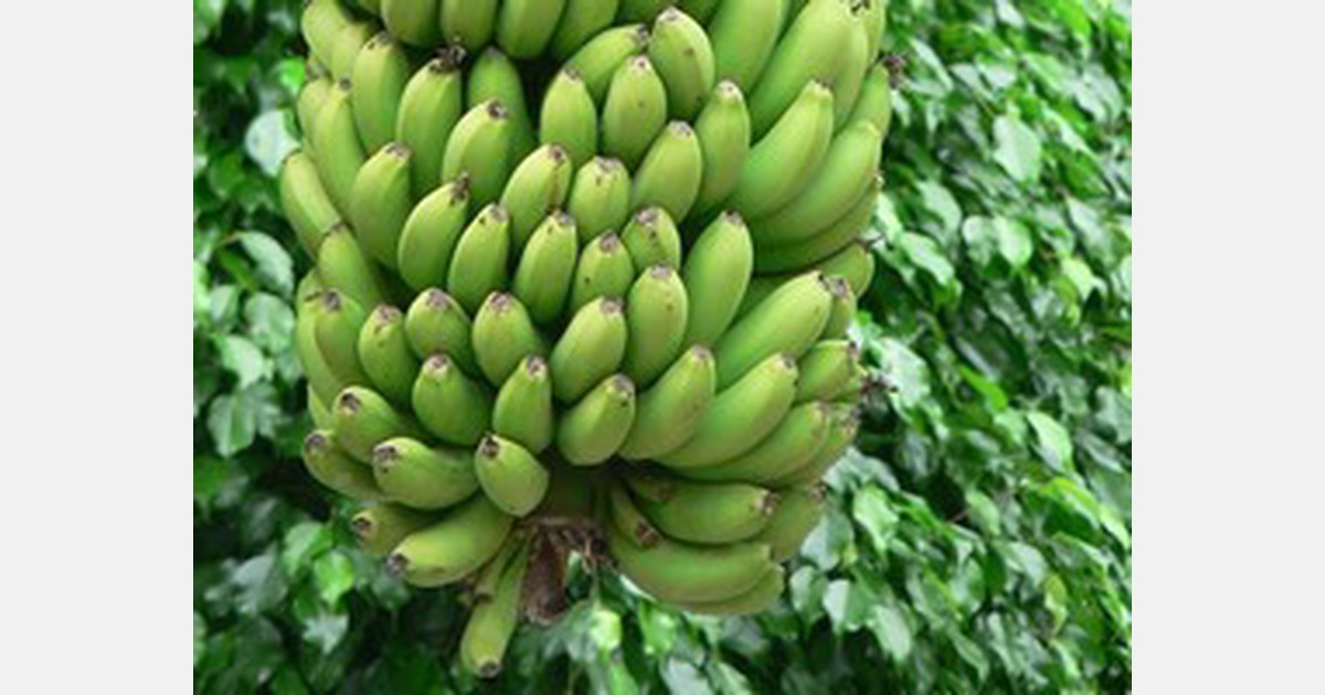 Banana prices in India expected to increase as festive season nears
