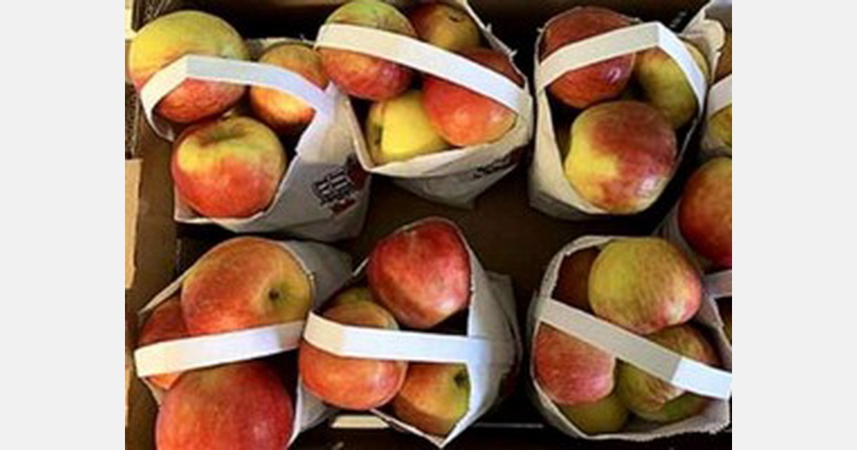 Apple prices likely to soar due to rains in Himachal Pradesh