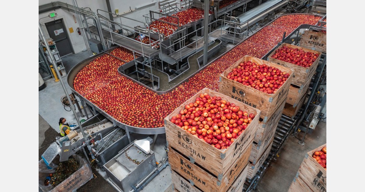 Washington apple production up 29 percent