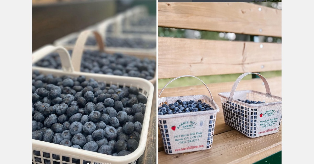 Ontario blueberries thrive in rainy season